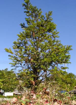 イチイの木の写真